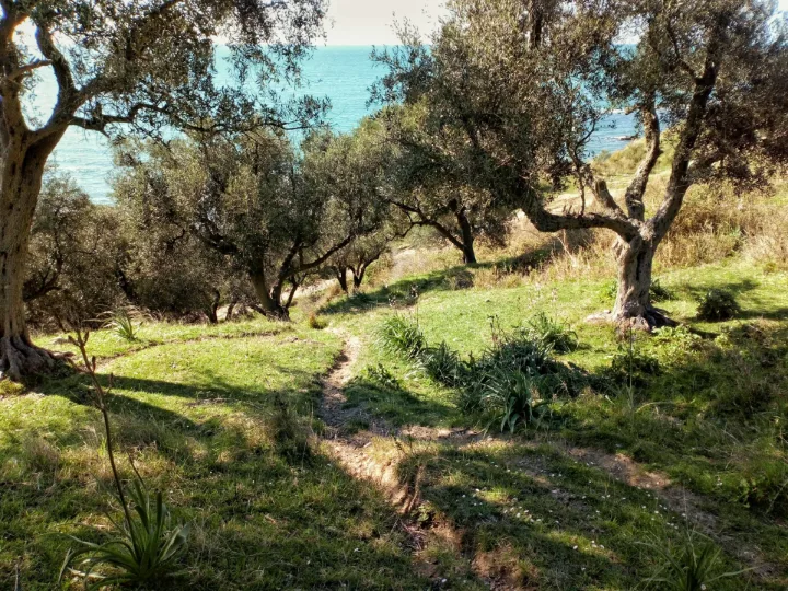 Zeytinlik İçinde Yatırımlık Arsa
